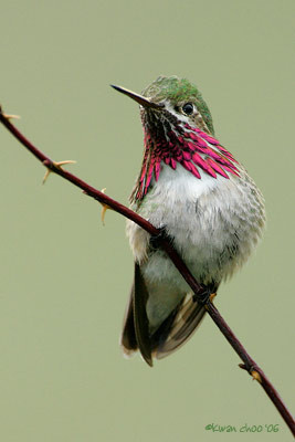 Calliope Hummingbird