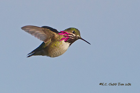 Calliope Hummingbird