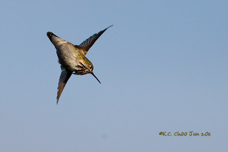 Calliope Hummingbird