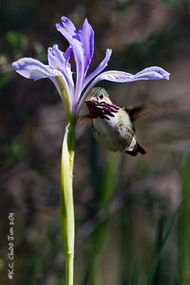Calliope Hummingbird