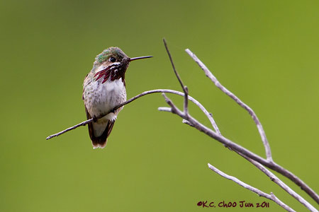 Calliope Hummingbird