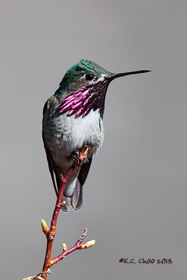 Calliope Hummingbird