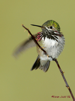 Calliope Hummingbird