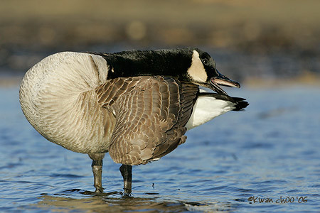 Canada Goose