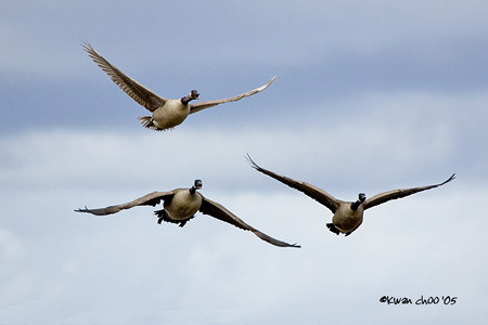 Canada Goose