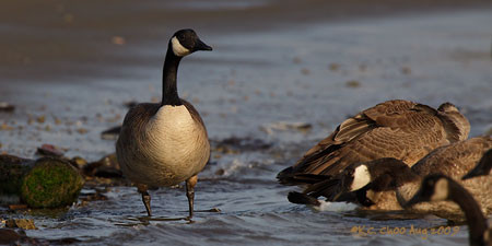 Canada Goose