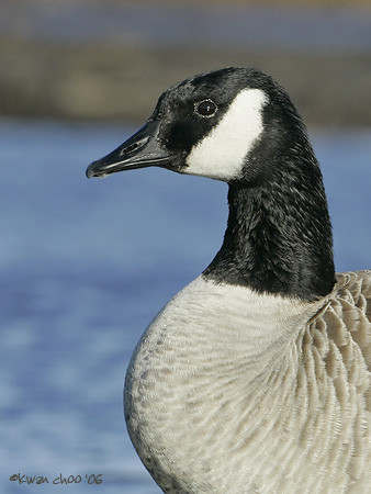 Canada Goose