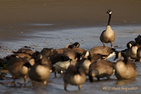 Canada Goose