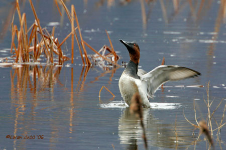 Canvasback