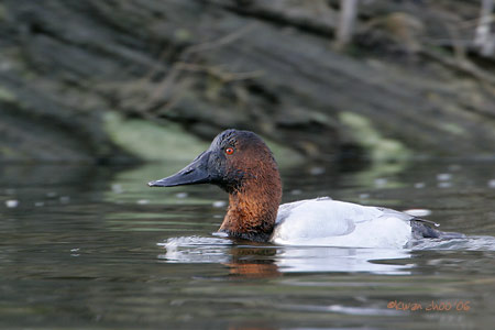 Canvasback