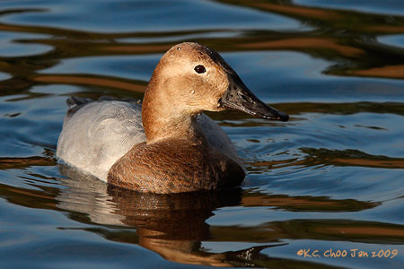 Canvasback