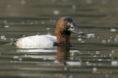 Canvasback