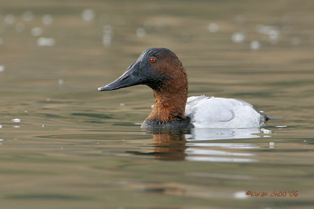 Canvasback
