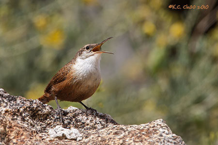 Canyon Wren