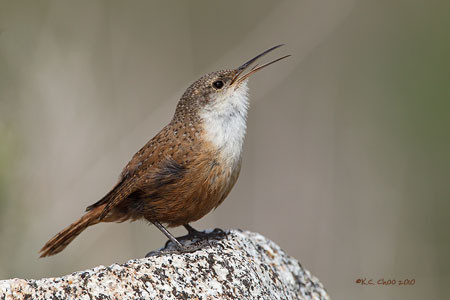 Canyon Wren