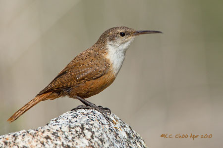 Canyon Wren