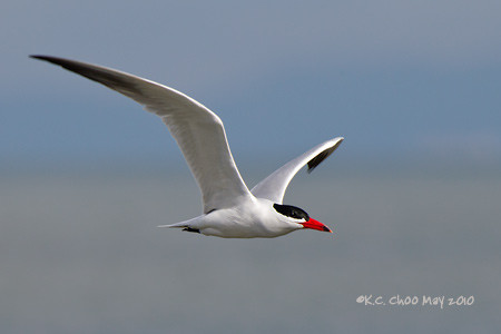 Caspian Tern