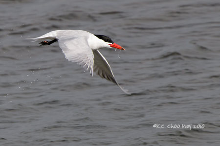 Caspian Tern