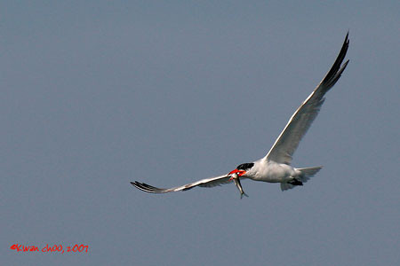 Caspian Tern