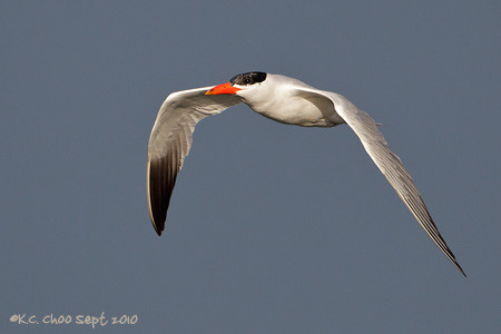 Caspian Tern