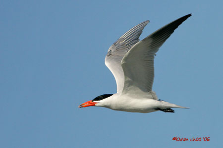 Caspian Tern