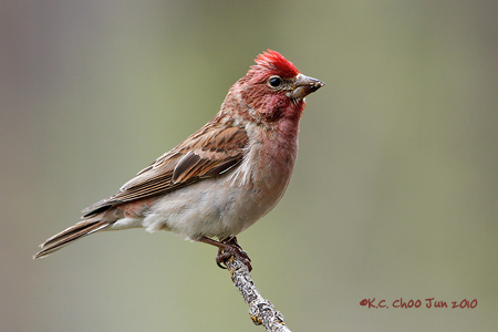 Cassin's Finch