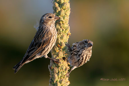 Cassin's Finch