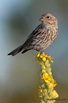 Cassin's Finch
