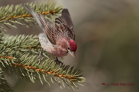 Cassin's Finch