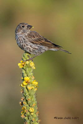 Cassin's Finch