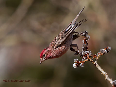 Cassin's Finch