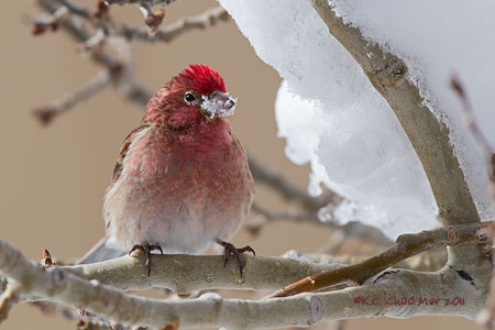 Cassin's Finch
