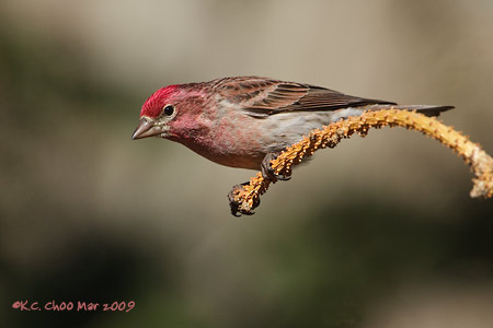 Cassin's Finch