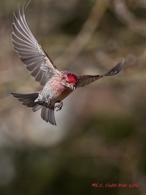 Cassin's Finch