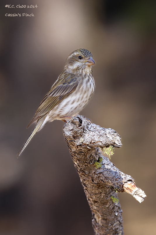 Cassin's Finch