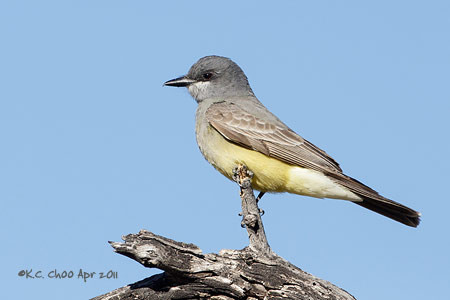 Cassin's Kingbird
