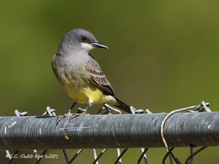 Cassin's Kingbird