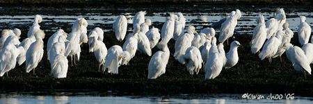 Cattle Egret