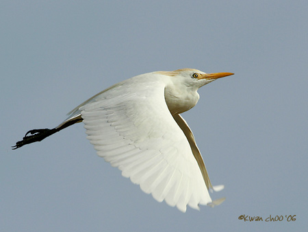Cattle Egret