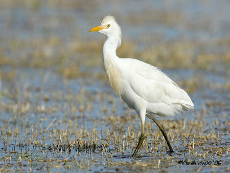 Cattle Egret