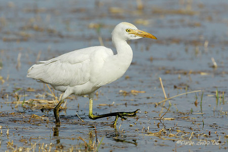 Cattle Egret