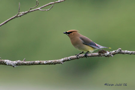 Cedar Waxwing
