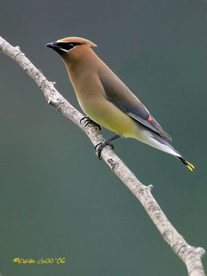 Cedar Waxwing