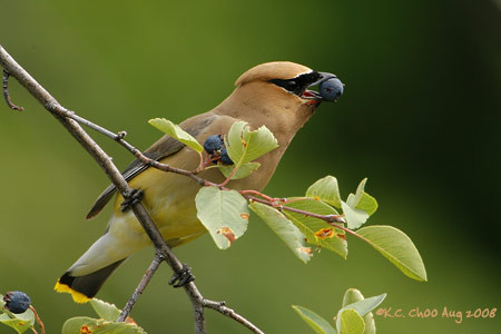 Cedar Waxwing