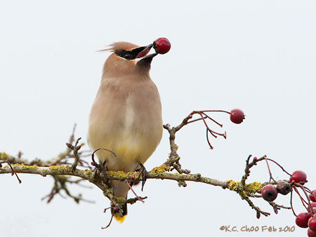 Cedar Waxwing