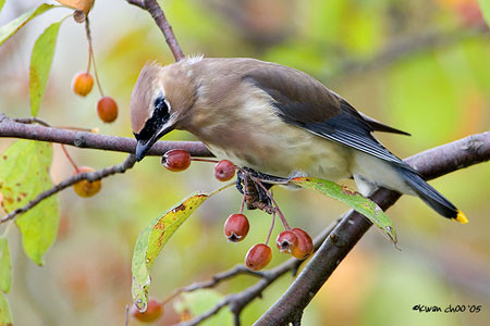 Cedar Waxwing