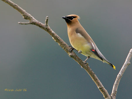 Cedar Waxwing