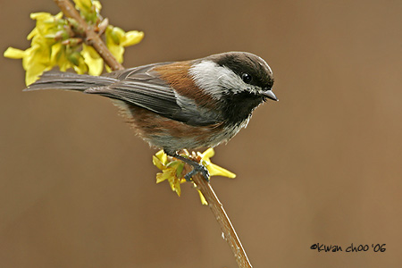 Chestnut-backed Chickadee