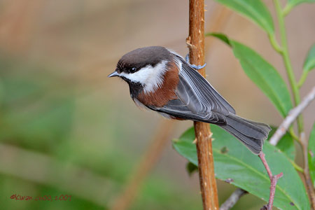 Chestnut-backed Chickadee