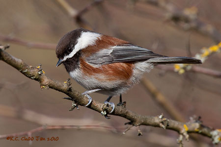Chestnut-backed Chickadee